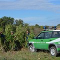 Forestale scopre piantagione di cannabis