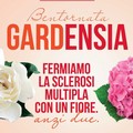 Bentornata Gardensia, un fiore contro la sclerosi multipla