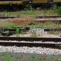 Proseguire la linea ferroviaria da Matera a Gravina in Puglia