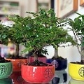 XX edizione di Bonsai Aid Aids