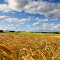  "Contrastare caro-pasta con aumento produzione di grano duro italiano "