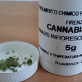 Dai fiori agli usi curativi: come la Cannabis terapeutica viene trasformata