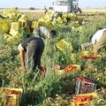 Legge sul caporalato rischia di criminalizzare gli agricoltori