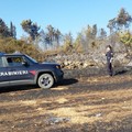 Devastante incendio nel Parco dell'Alta Murgia, denunciato un agricoltore