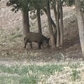 A Gravina arrivano i Cinghiali