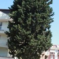 Bloccato l’abbattimento di un albero in Via Martiri dei Saraceni