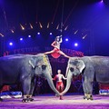  "Non più circo con animali a Gravina "