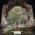 Confagricoltura Bari Bat: Le sfide del 2025 per l’agricoltura