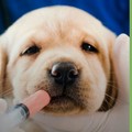 Accesso al fondo per le spese veterinarie 2024