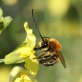 ll Parco Alta Murgia si distingue per tutela api