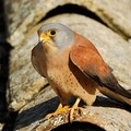 Nuovi grillai nel cielo del Parco