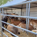 La tradizionale fiera degli animali, allestite ranch e tribuna