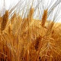“Salvare il grano italiano”, petizione di CIA Puglia