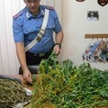 In giardino gerani, frutta e marijuana