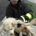 Cane randagio gettato dalla balconata di via Fazzatoia