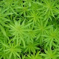 Sì alla cannabis per uso terapeutico