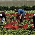 Caporalato, bene la norma ma forti timori per le aziende