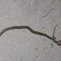 Serpente in via Alfieri. Torna l'allarme degrado