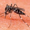 Sale l'allarme zanzara Tigre in Puglia