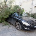 Un pino di 12 metri cade al suolo in via Forzoni