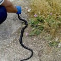 Un serpente nel parco di via Alfieri