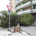 Cade un albero in via Spinazzola. Ferito un automobilista.