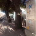 Albero in via Tripoli: le radici smuovono il marciapiede