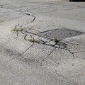 Via Argentario: tra ratti e dissesto stradale