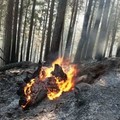 Incendio di vaste dimensioni presso il bosco  "Difesa Grande "