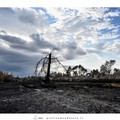 Quel che resta del bosco dopo l'incendio