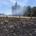 Domato un principio di incendio nella pineta comunale