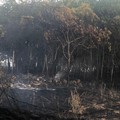 Incendio del bosco, Lovero: “Tanti errori di gestione”