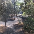 Incendio della pinetina in via Matera