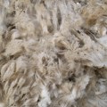 Un aiuto allo smaltimento della lana sucida
