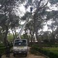 Alberi pericolanti in pineta, il Comune interviene