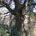 Bosco, un Leccio tra gli alberi monumentali d’Italia