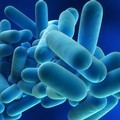 Legionella, azioni di prevenzione del Comune