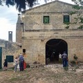 Il Ritmo degli Alberi: la Pace e la Musica