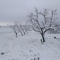 Murgia: neve ad aprile, danni all'agricoltura