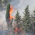 Il verde gravinese nuovamente in fiamme