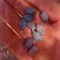 Oliveti sotto assedio per caldo e acqua che non c’è