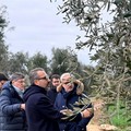 Regione, Xylella in agro di Bitonto Caso isolato e sotto controllo