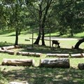  "Nel magico bosco delle maschere "