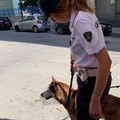Lotta al randagismo e cani domestici, controlli della Polizia Locale