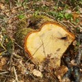 Querce tagliate nel bosco, denuncia contro ignoti