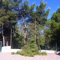 Cade un ramo di pino in pineta