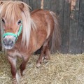 Fiera degli animali: il mercato degli equini