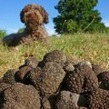 Parco Alta Murgia, controlli su raccolta dei tartufi