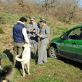 Raccolta dei tartufi abusiva nel Parco dell'Alta Murgia