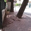 Gli alberi in via Tripoli sono sani e stabili